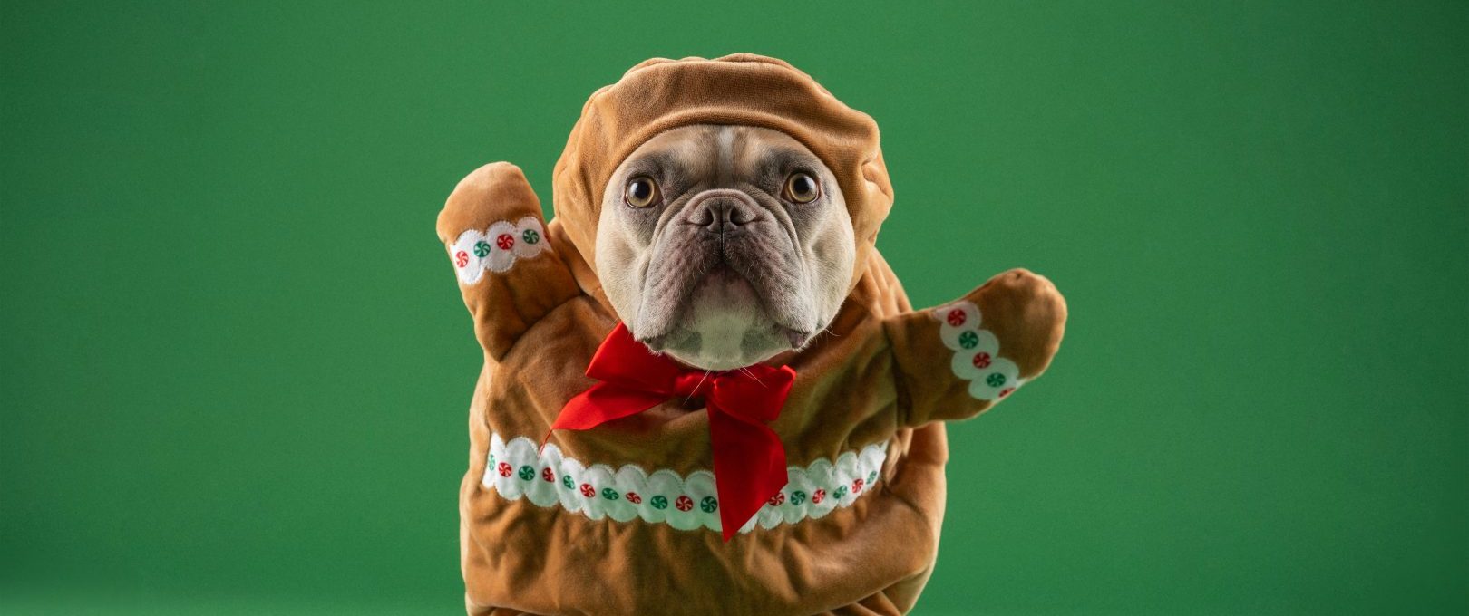 a dog dressed up as a gingerbread man at The 8500 Harwood