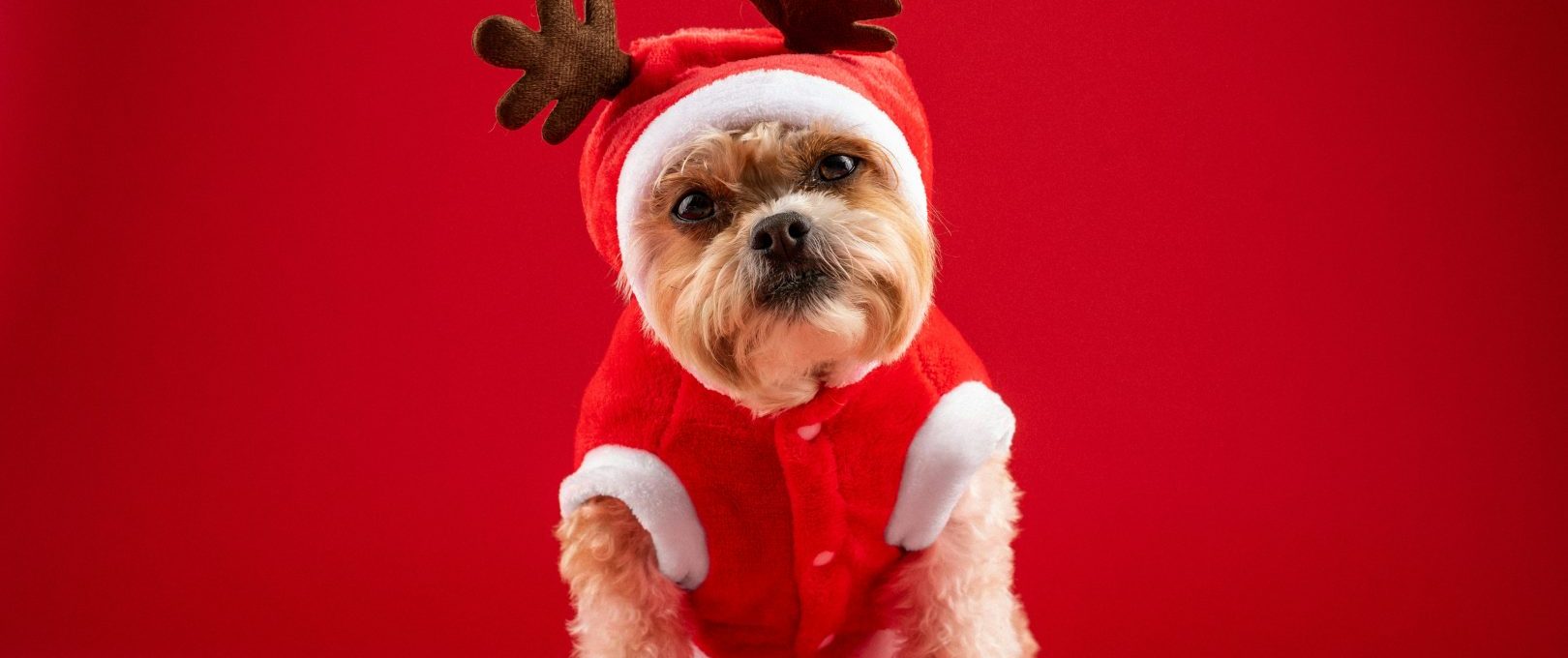 a small dog dressed in a reindeer outfit at The 8500 Harwood