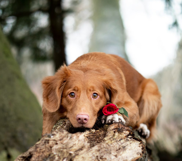 a dog with a rose on its nose at The 8500 Harwood